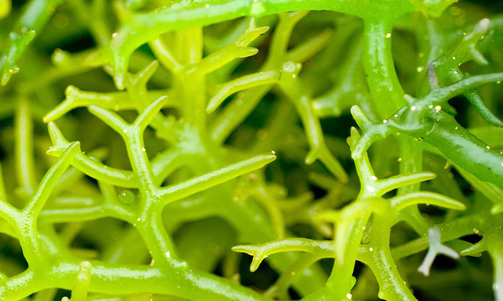 GREENFRESH GROUP